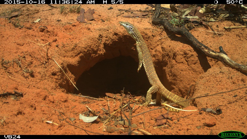 Bilby burrow ecology australia lizard