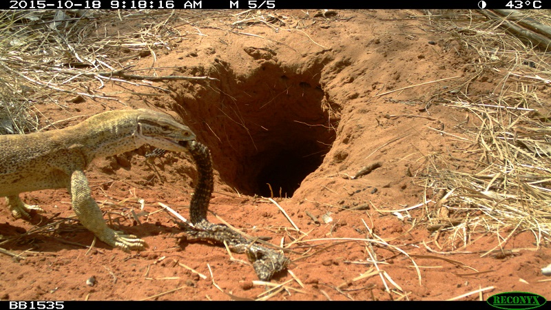 Bilby burrow ecology australia lizard