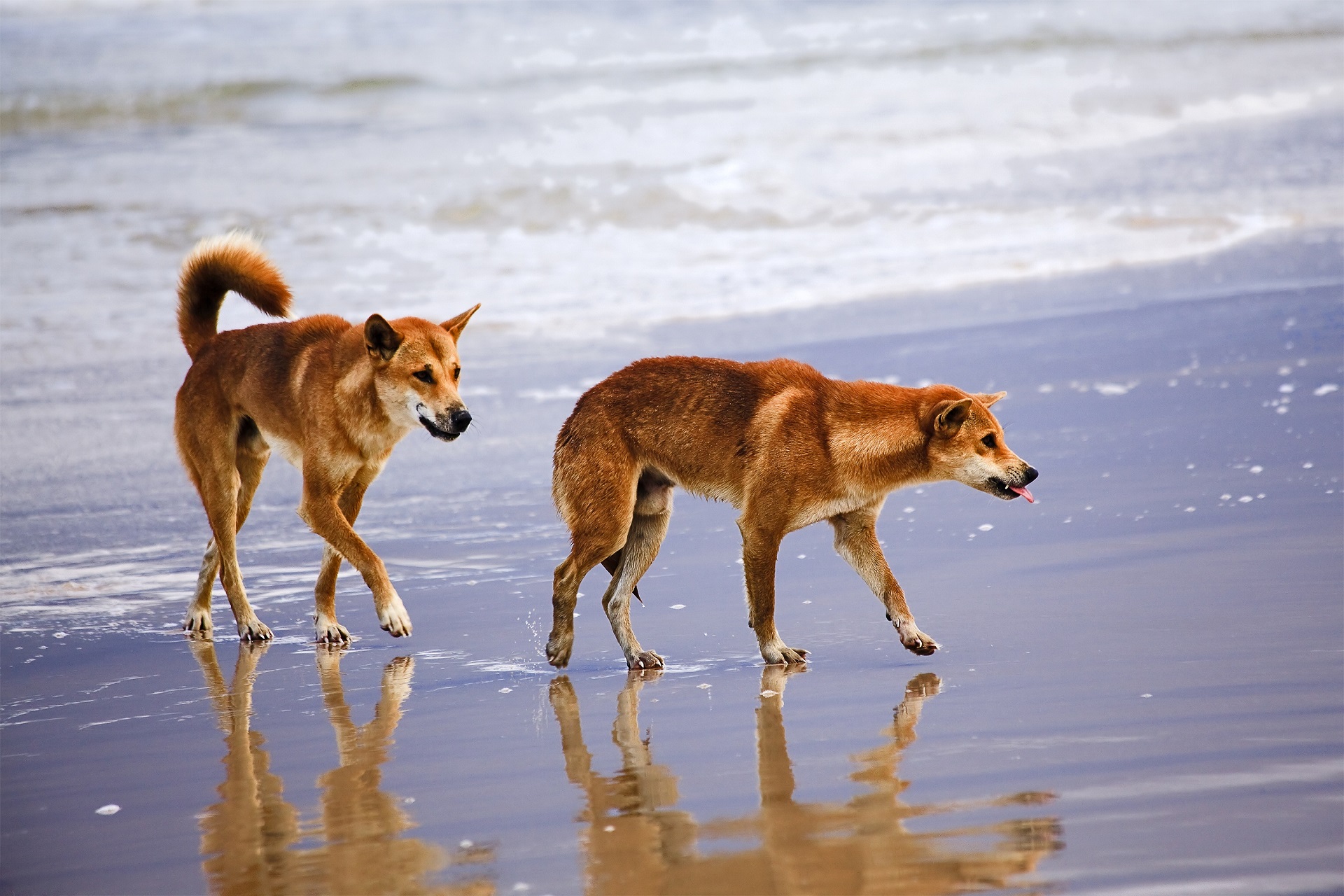 Fraser island dingo wildlife australia