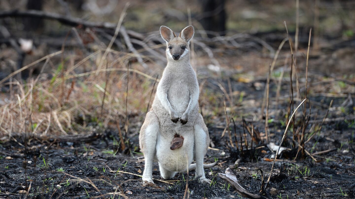 joey kangaroo bushfire|kangaroo burntout bush