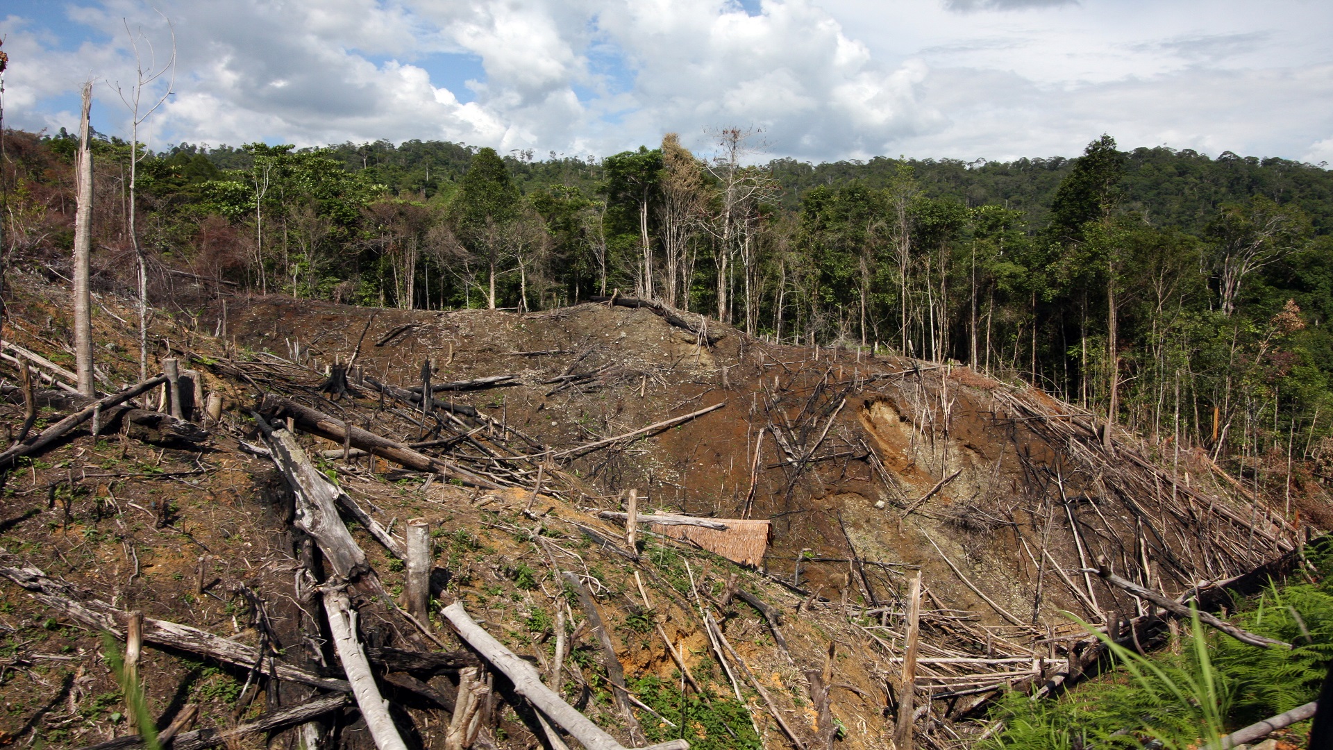 Deforestation rainforest agriculture