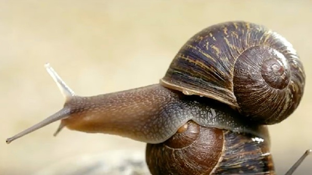 Scinema science film jeremy the lefty snail
