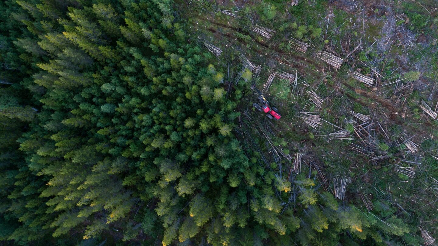 forest logging environment destruction