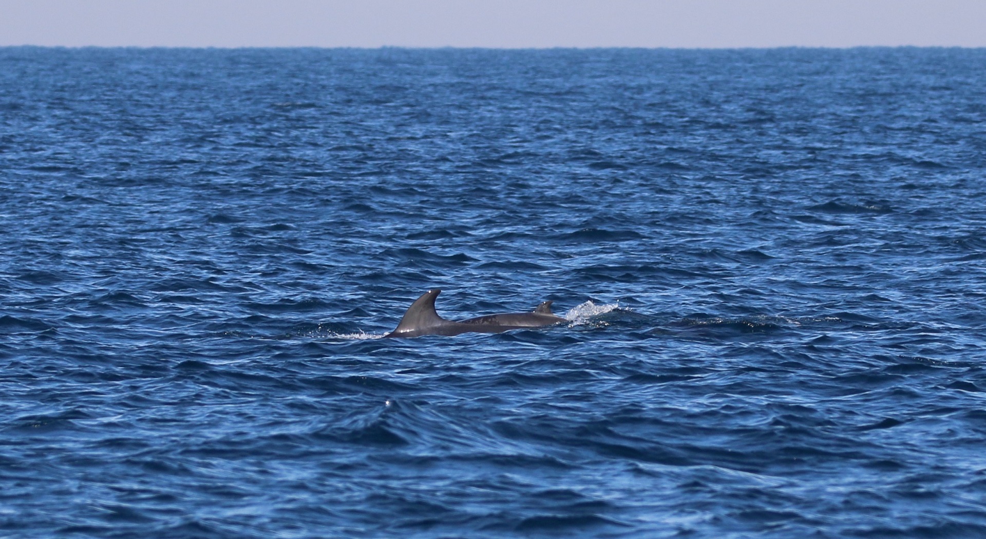 whale citizen science project Mother and calf Minke whale off Cape Solander NSW