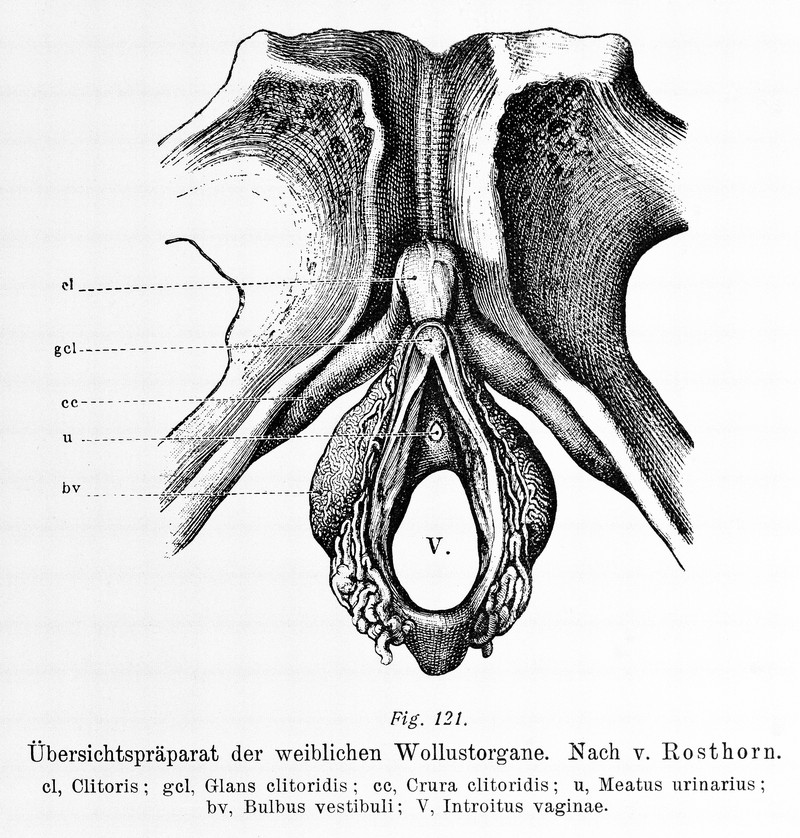 German clitoris anatomical drawing 1908