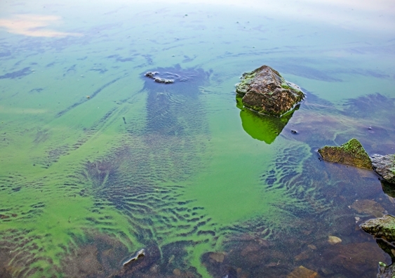 Drinking water_algae_blue-green algae, cyanobacteria