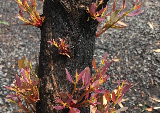 Bushfire recovery_plants_plant growth