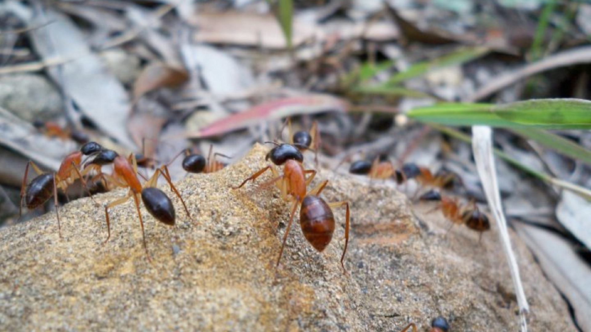 Sugar ants love pee - Cosmos Magazine