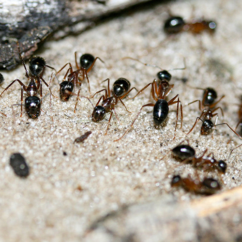Sugar ants mining urine from sand preventing nitrous oxide formation