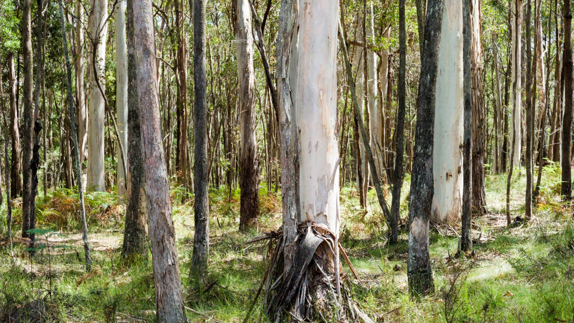 A native eucalypt forest