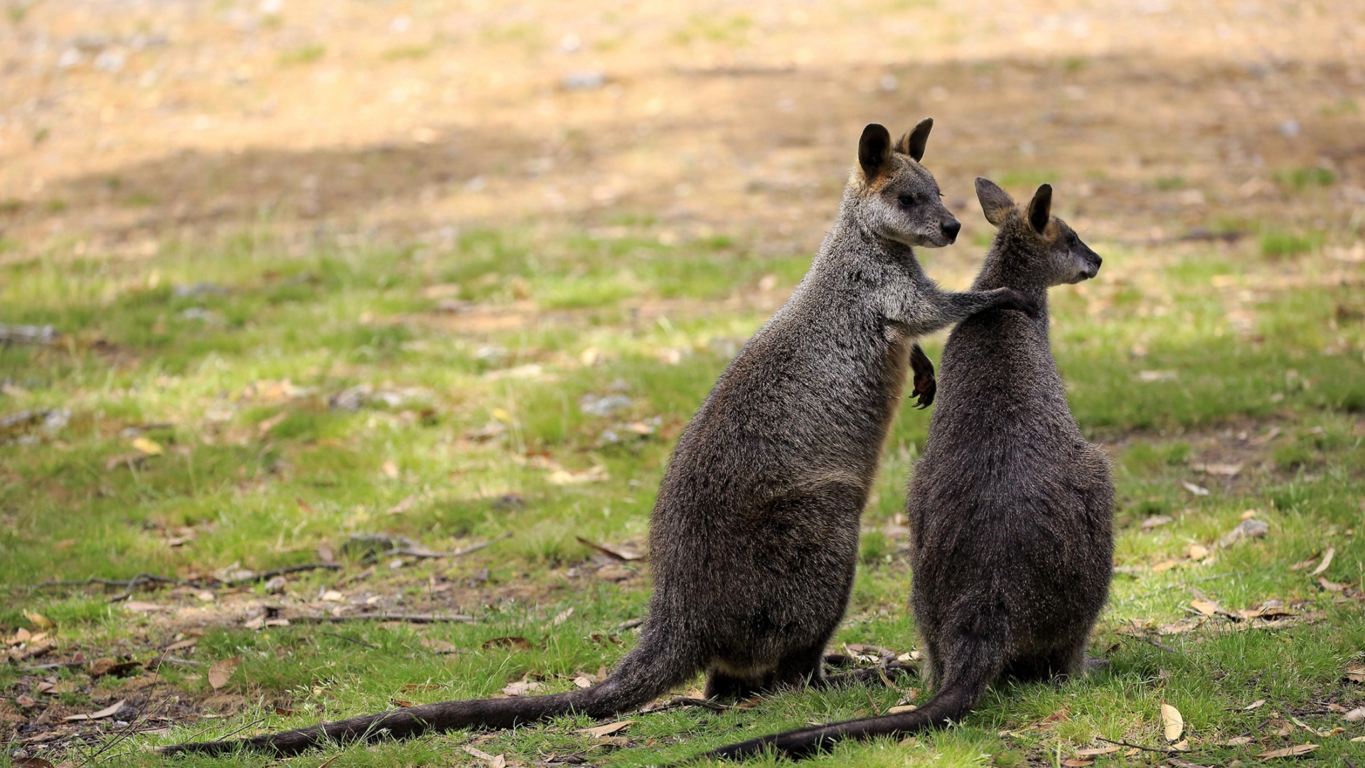 Swamp Wallaby - Profile | Traits | Facts | Tracks | Habitat | Baby