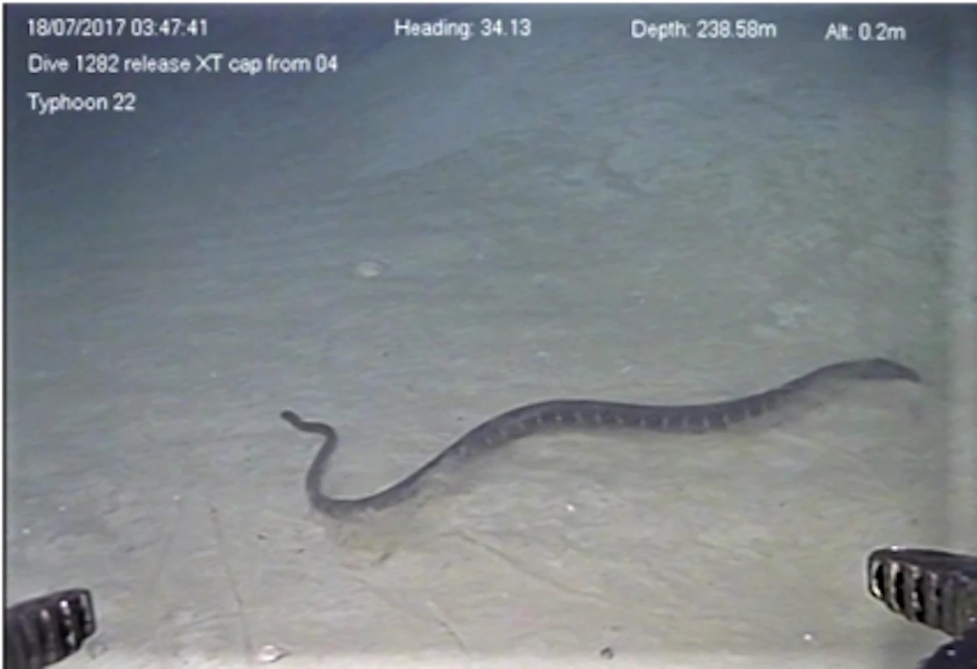 Deep diving sea snake