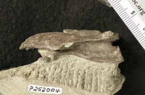 Elaphrosaur dinosaur vertebra