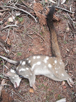 Western quolls_feral cats_native species