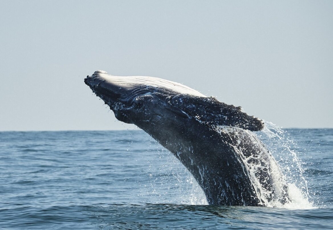 200803 humpback whale 1440x810 1