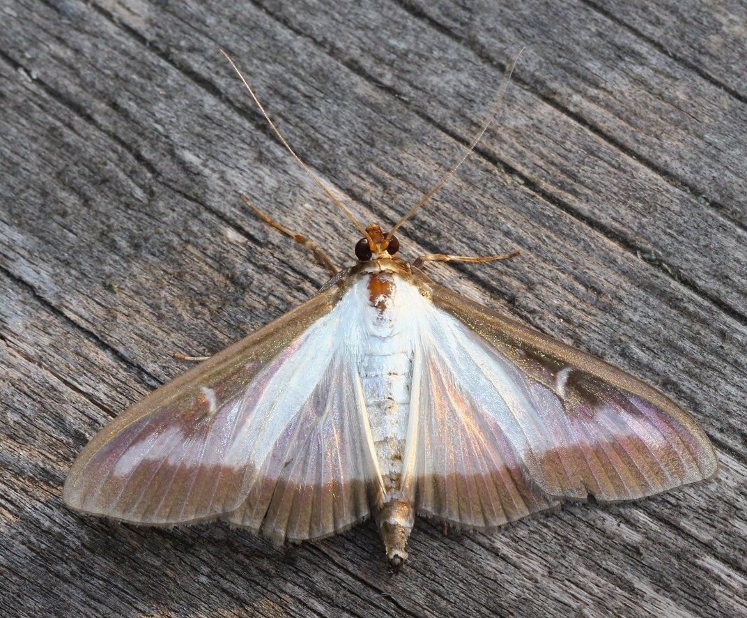 201005 box tree moth