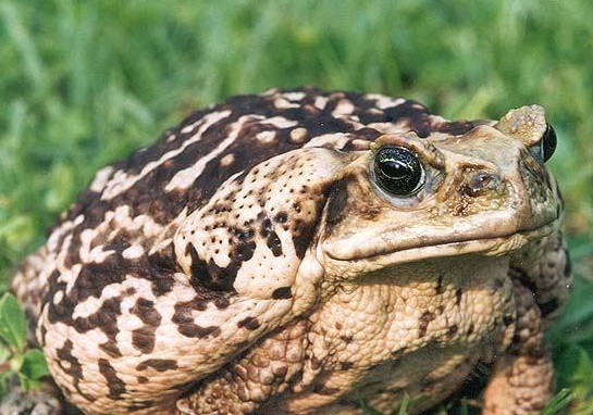 201005 cane toad