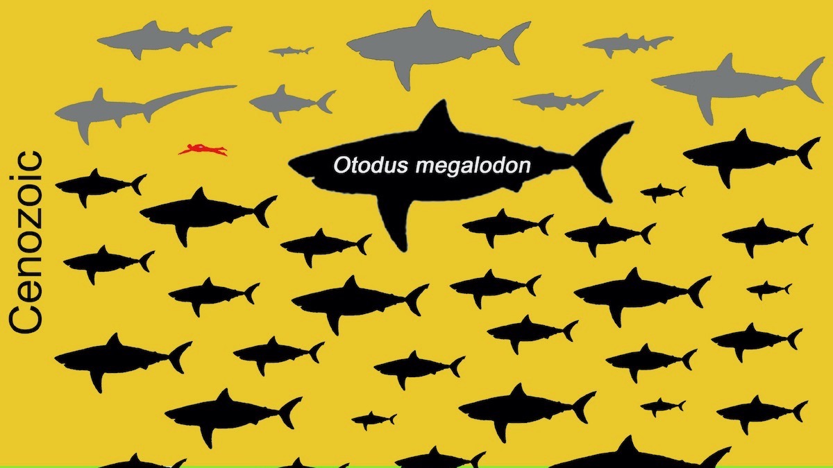 megalodon size to human