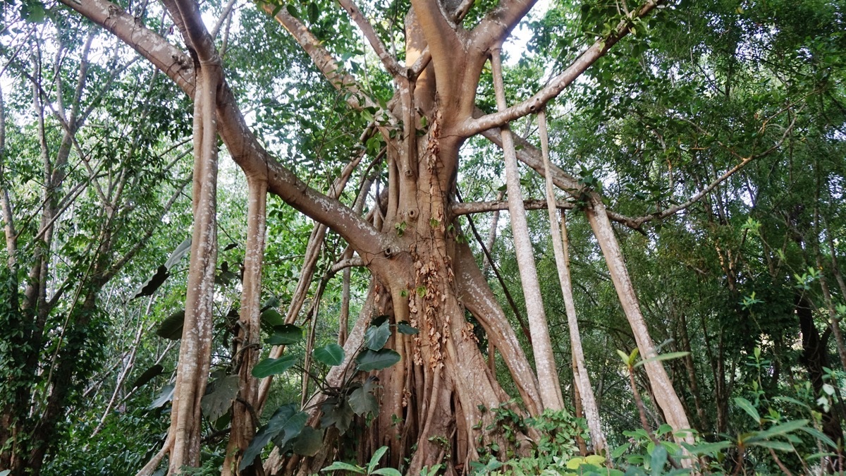 the-banyan-tree-looks-odd-for-a-reason-cosmos-magazine