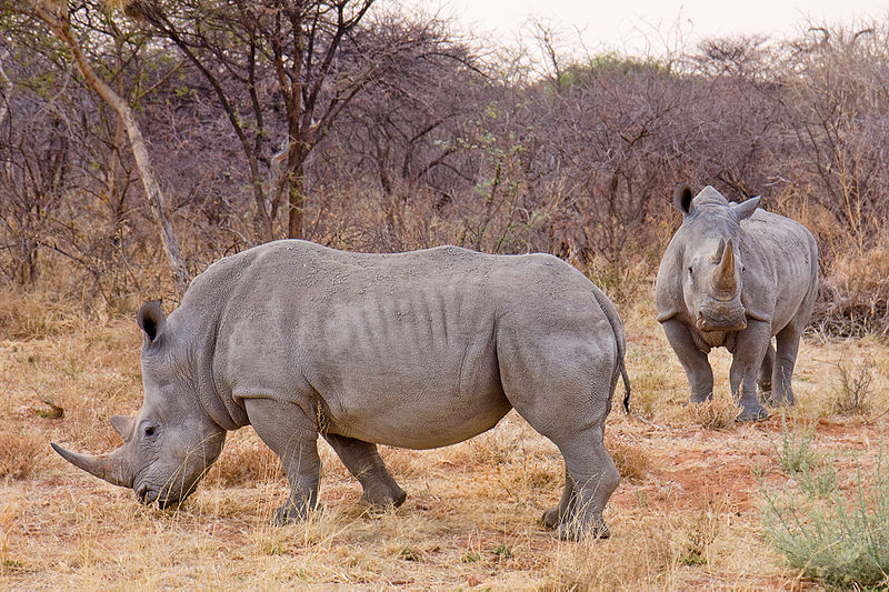 201013 rhino