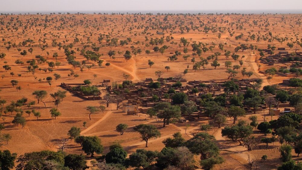 sahara vegetation