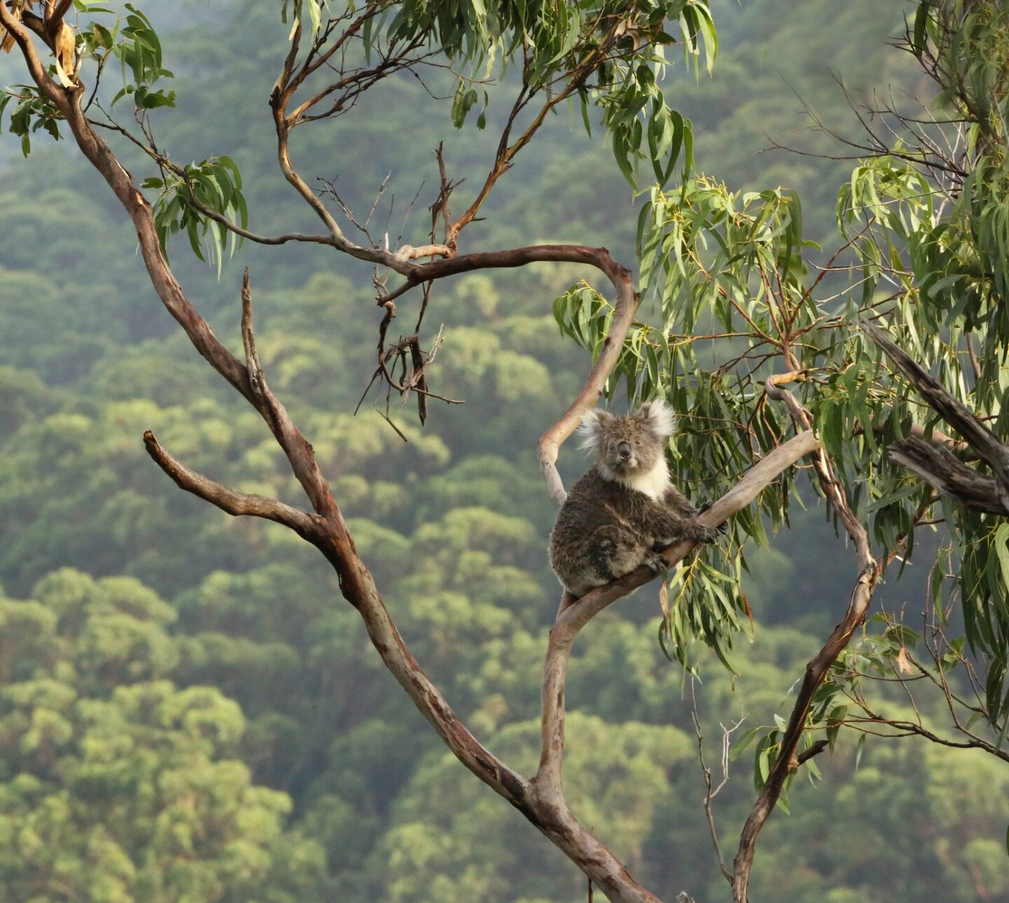 201015 koala