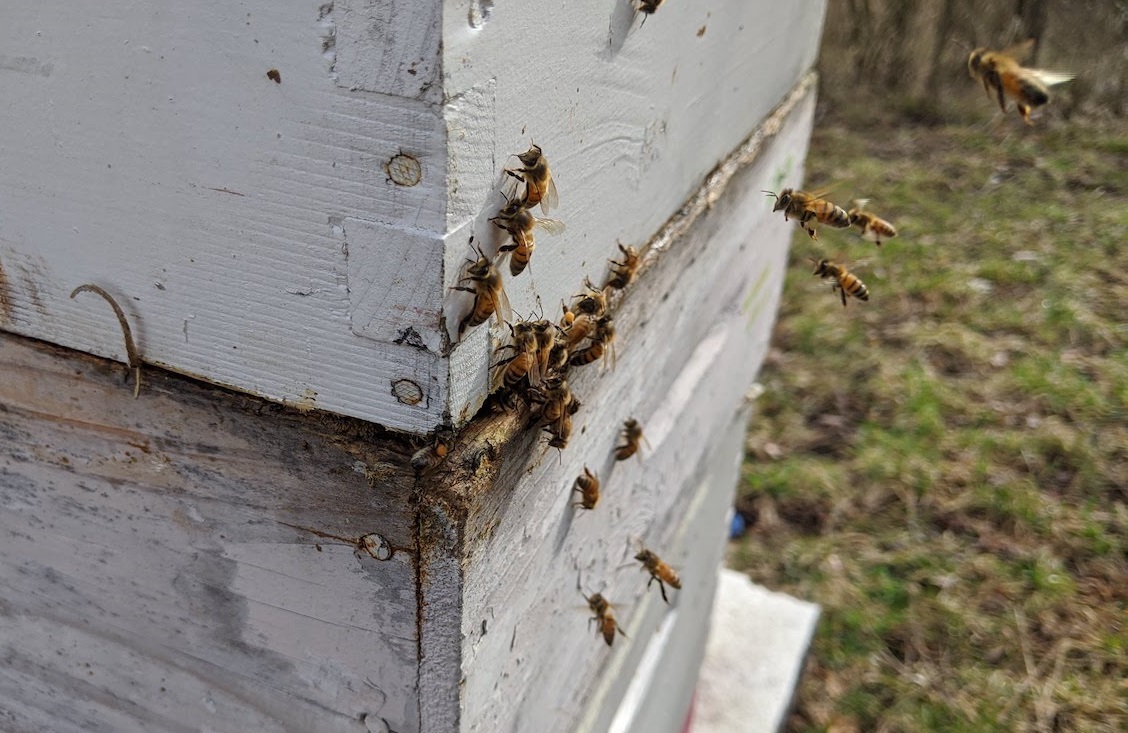 201016 bee hive