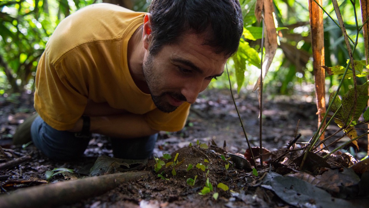 leaf cutter ants nest