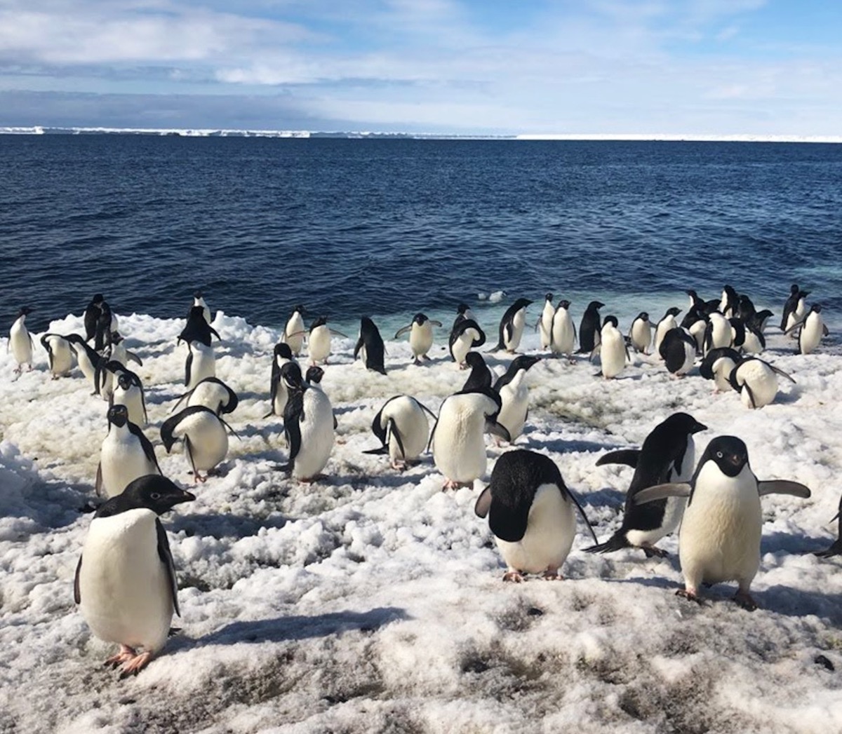 201029 penguins