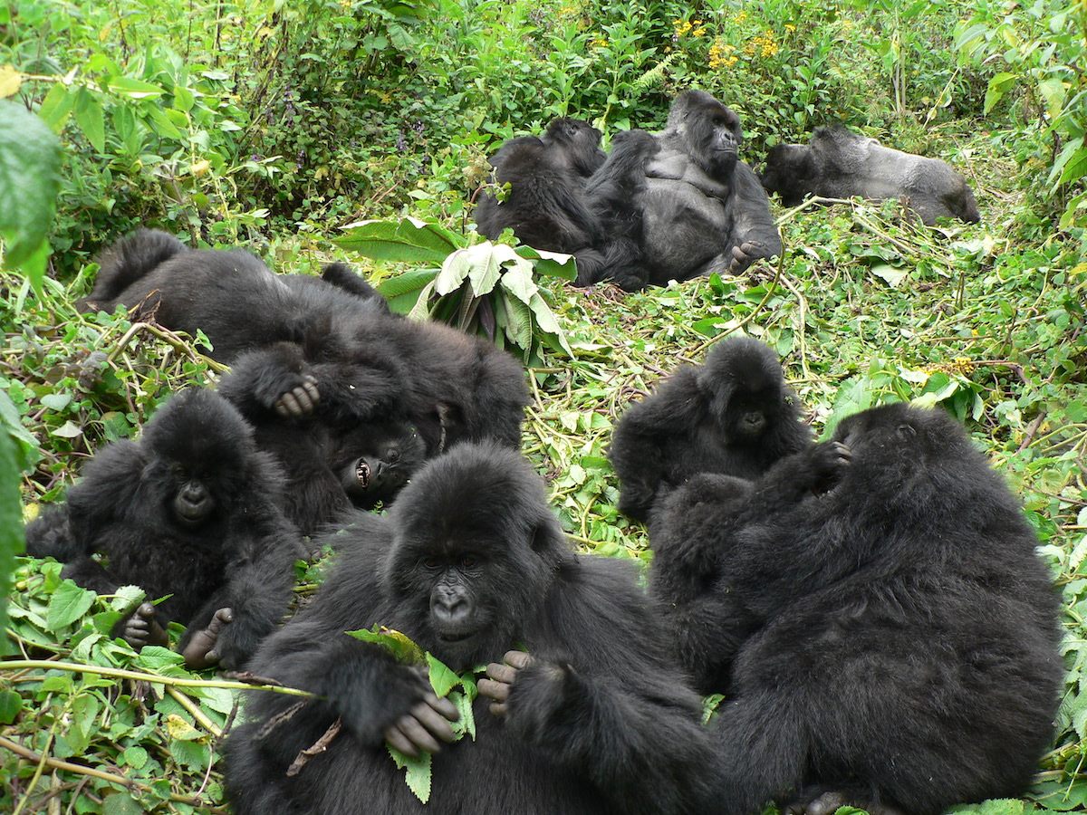 201031 gorillas