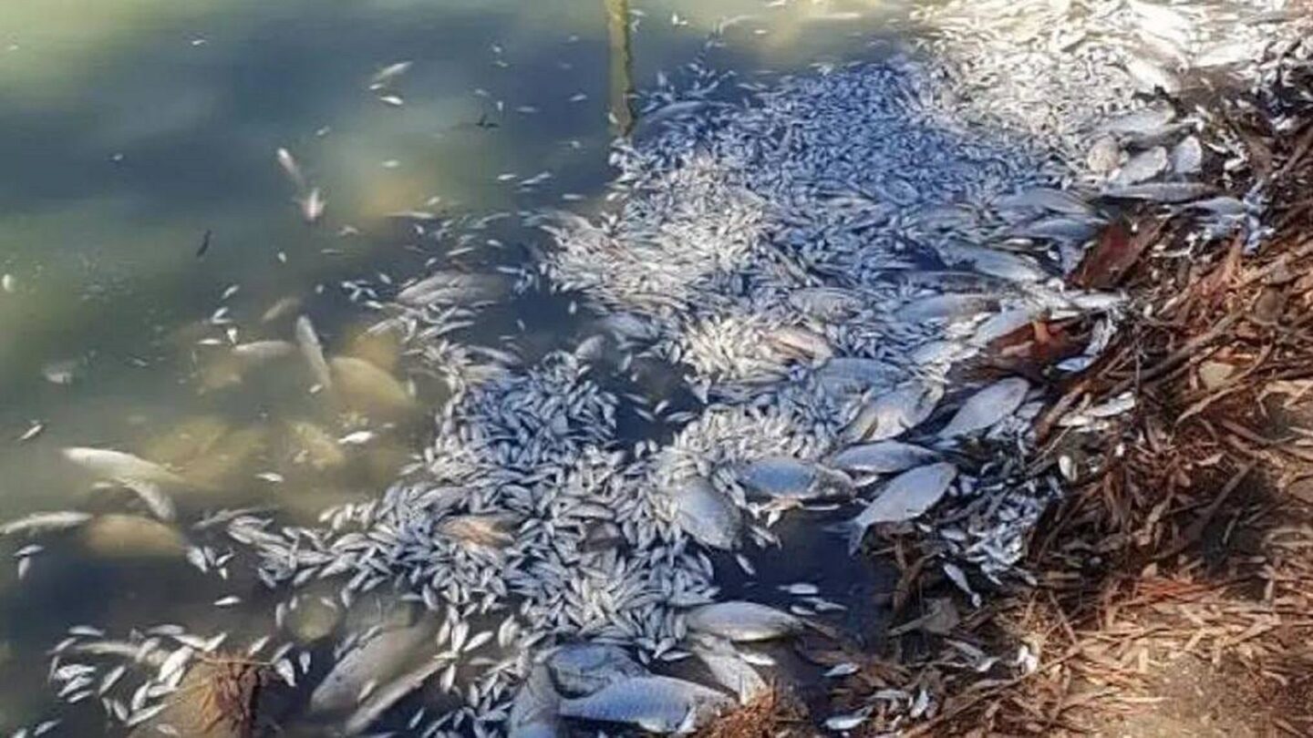 fish deaths Darling River