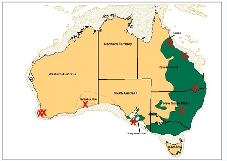 Koala populations_australian native animal_koala
