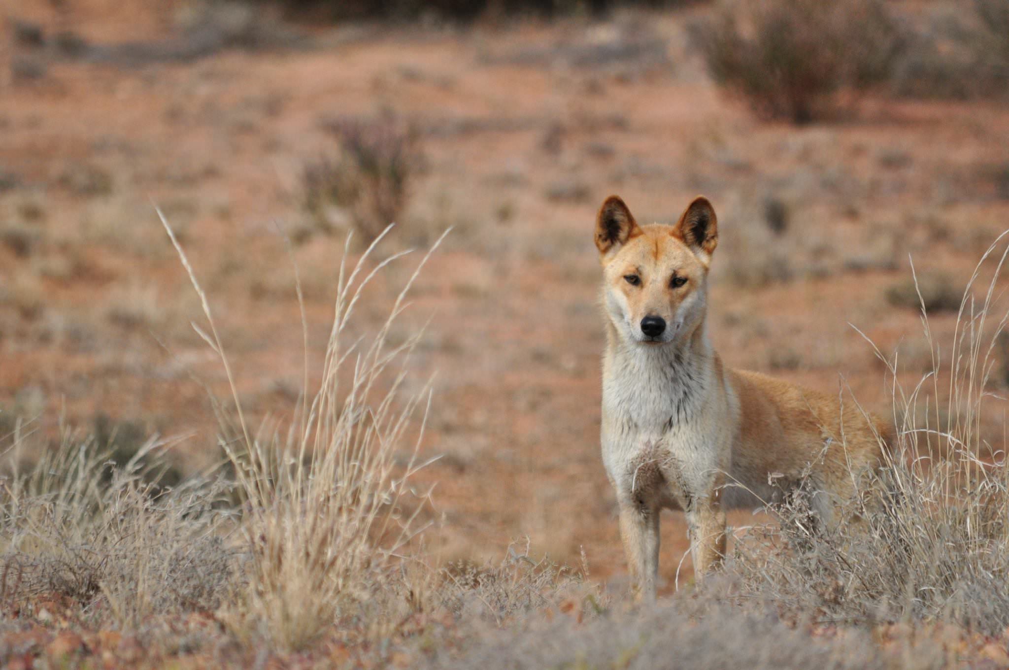 Wild dingo