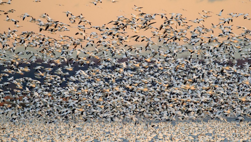 200219 bird migration