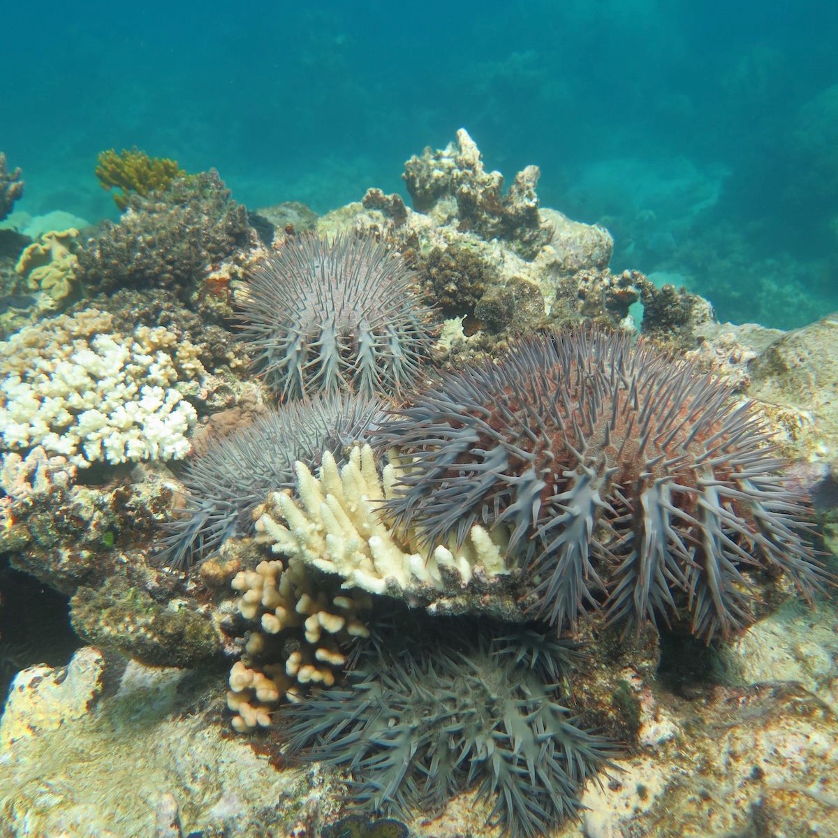 201105 cots coral 1