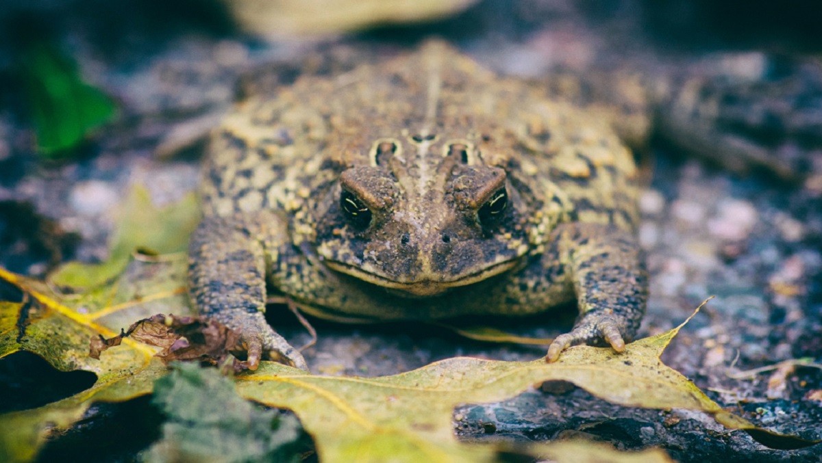 Queenslanders to battle cane toads - UQ News - The University of  Queensland, Australia