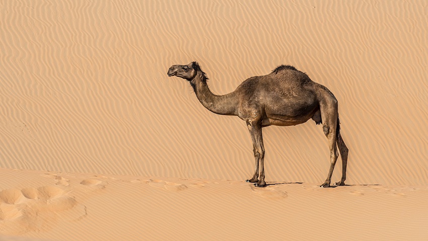 Keep Cool Like A Camel Cosmos Magazine