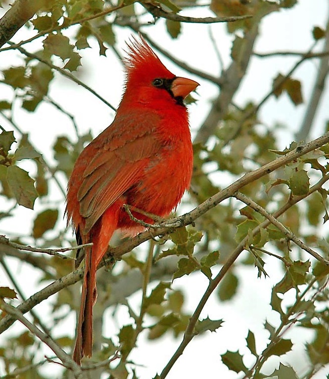 201114 northern cardinal