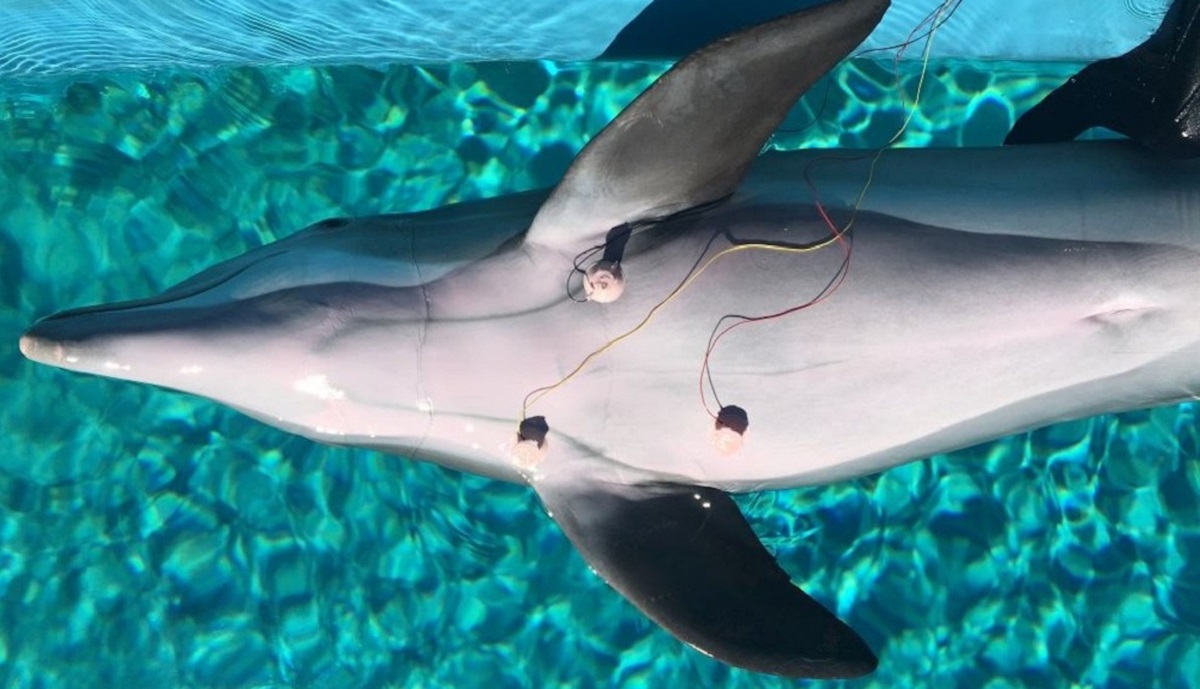 NatureWrap Dolphins are clever breathers Cosmos Magazine