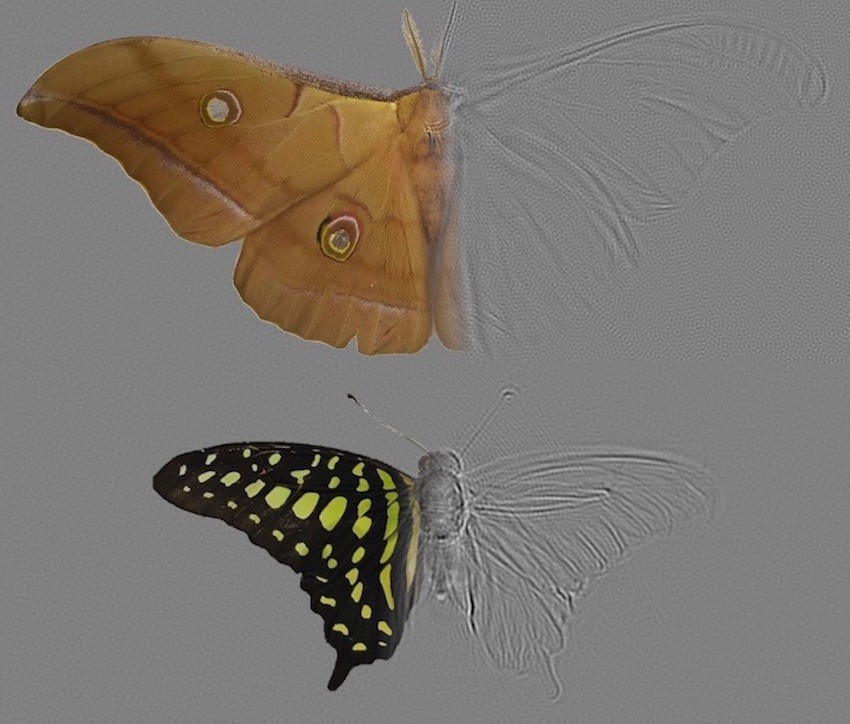 201128 moth wings