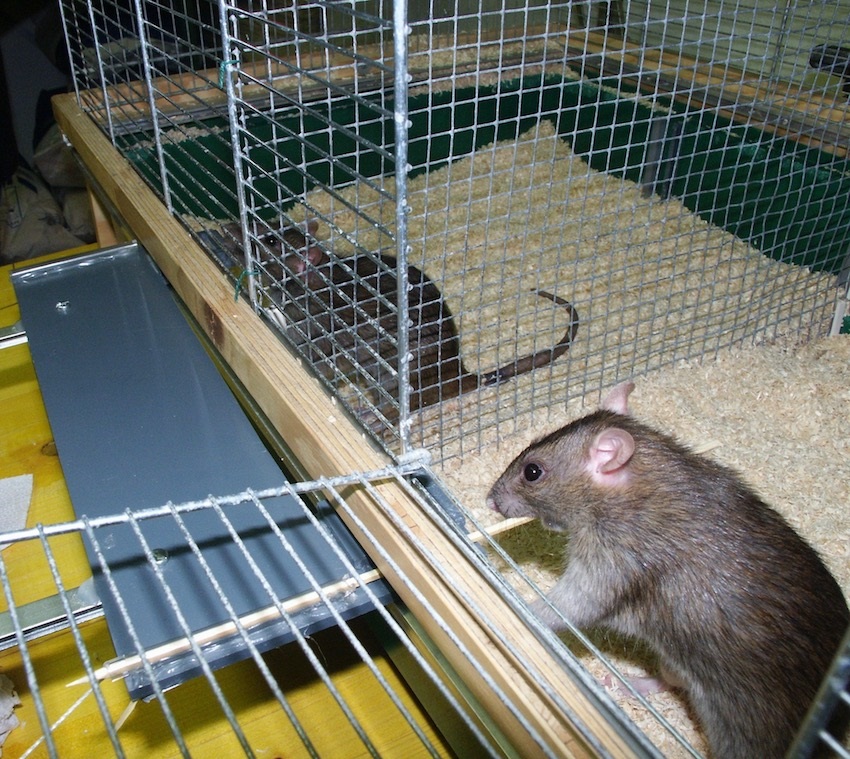 201128 rats