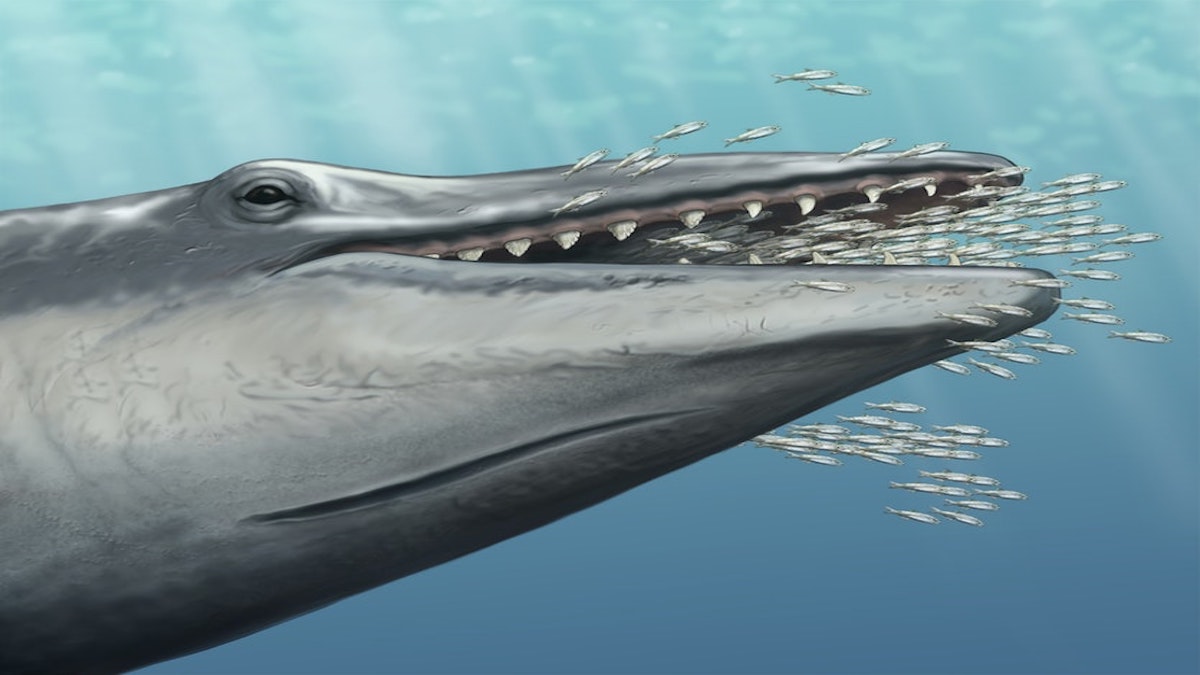 How whales grew to be largest animals on Earth