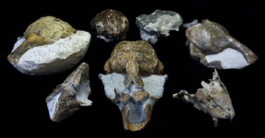 NZ Fossils Reveal A New Southern Seal - Cosmos Magazine