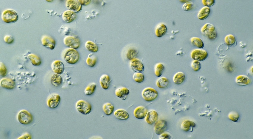 201202-Microalgae.jpg