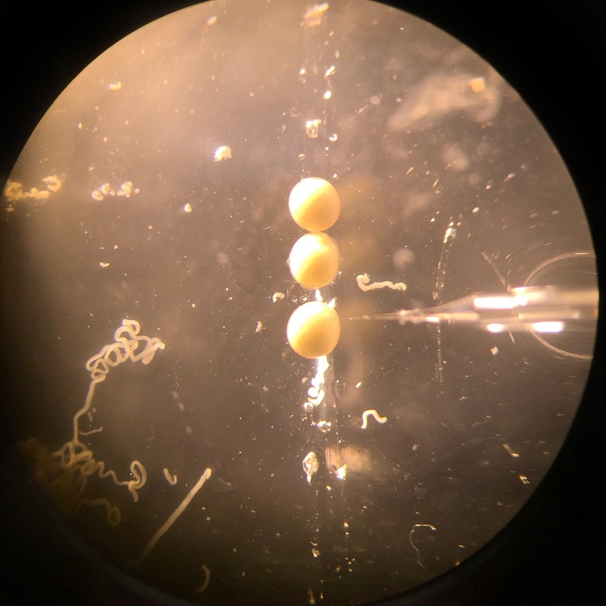 201205 crustacean embryo