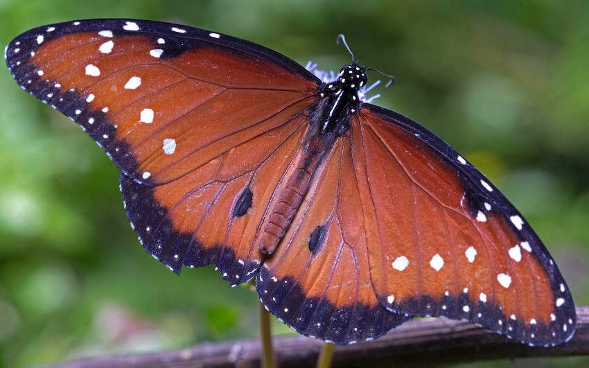 201209 butterfly