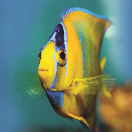 201210 king angelfish