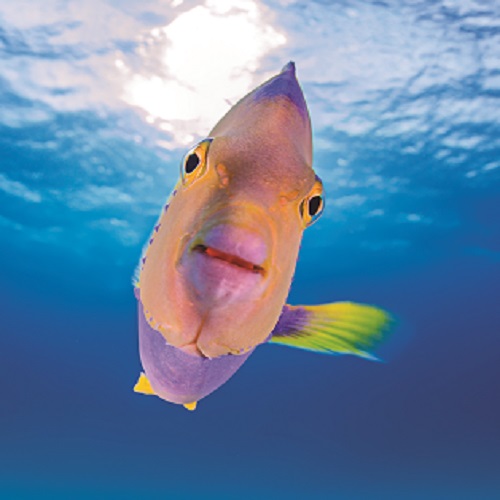 201210 queen angelfish