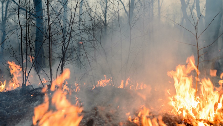 From small dry things bushfires grow