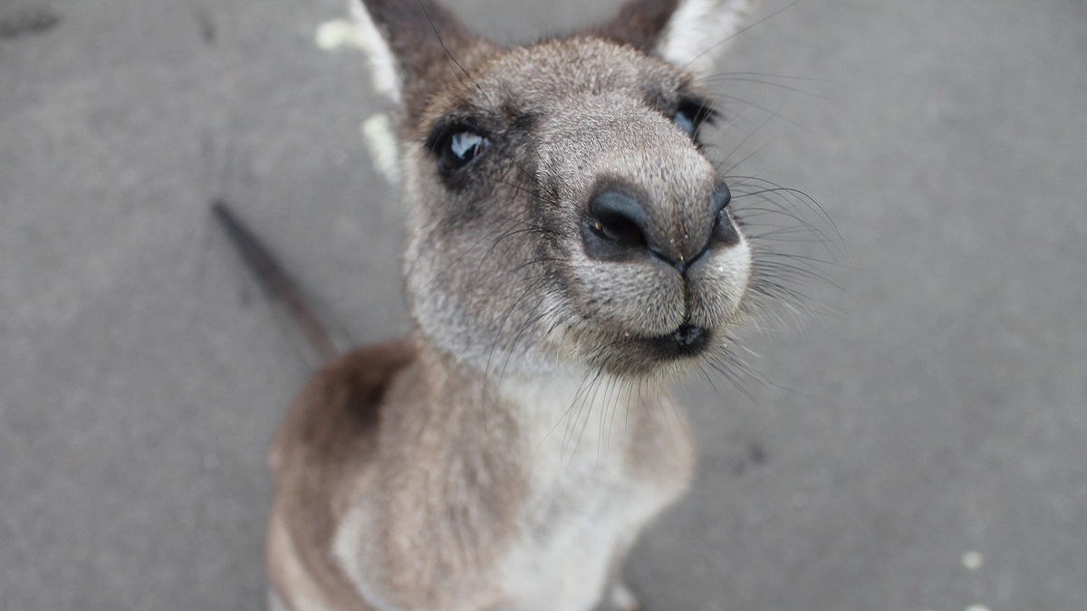 201217_kangaroo.jpg